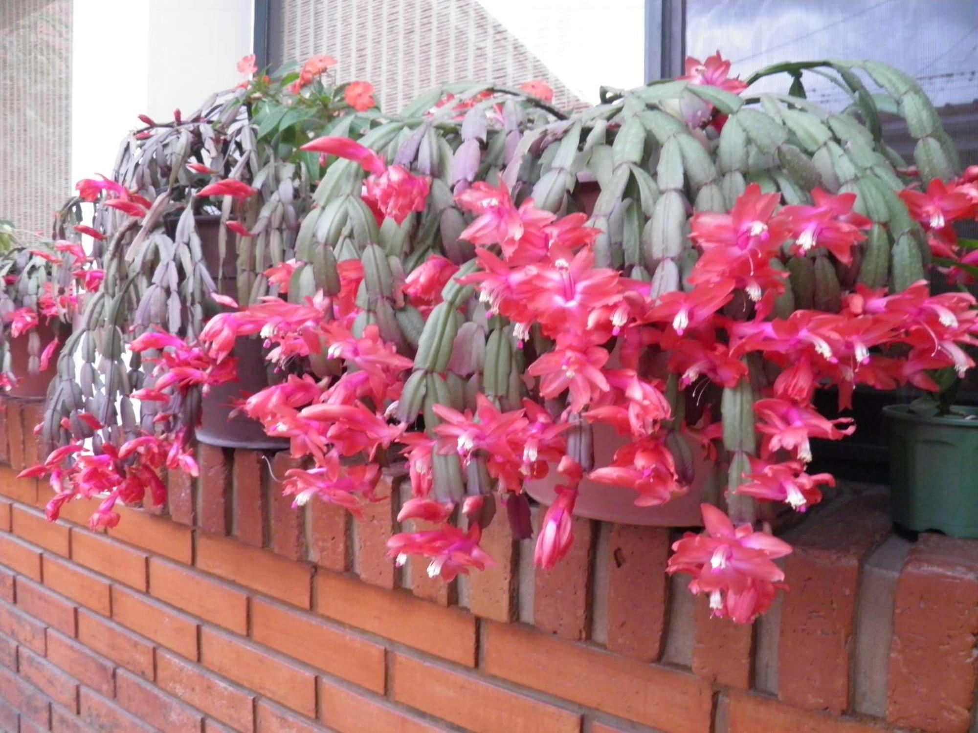 Hosteria Suyana San Salvador de Jujuy Kültér fotó